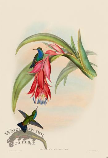 Gould Hummingbird 334
